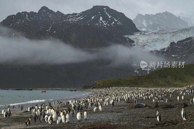 成千上万的帝企鹅(Aptenodytes patagonicus)站在岩石和沙滩和草丛中，远处是高山，还有一艘Zodiac橡胶摩托艇，船上的乘客穿着探险游轮上的红色皮大衣